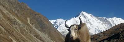 Annapurna Conservation Area Project (ACAP)