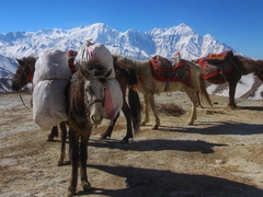 Horse Riding in Nepal