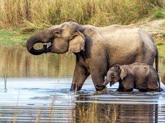 Things to Do in Chitwan National Park