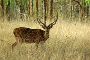 Chitwan Tour Package - 2 Nights/ 3 Days
