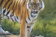 Kulturreisen in Kathmandu, Pokhara und Chitwan - 10 Tage