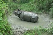  Wild Wasser Rafting und Chitwan Nationalpark Tour - 3 Nächte/ 4 Tage