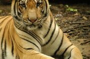  Wild Wasser Rafting und Chitwan Nationalpark Tour - 3 Nächte/ 4 Tage