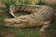  Wild Wasser Rafting und Chitwan Nationalpark Tour - 3 Nächte/ 4 Tage