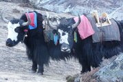 Everest auf die harte Tour, über Renjola Pass, Chola Pass und Khongmala Pass Lodge Trek, 19 Tage feste Abfahrt!