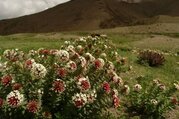 Upper Mustang Upper Dolpo, trekking de camping via Ghami-La Pass (Bhanjyang), 32 jours