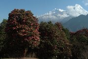 Annapurna Panorama View Trek, 10 Days
