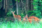 Bardia National Park Tour Packages, 3 Nights 4 Days