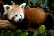 Bardia National Park Tour Packages, 3 Nights 4 Days
