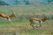 Bardia National Park Tour Packages, 3 Nights 4 Days