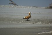 Bardia National Park Tour Packages, 3 Nights 4 Days