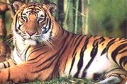 Bardia National Park Tour Packages, 3 Nights 4 Days