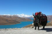 Tibet Lhasa Tour mit Namtso See, 7 Tage (Privatreise)