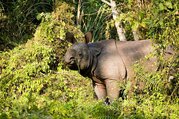 Chitwan Tour Package - 2 Nights/ 3 Days