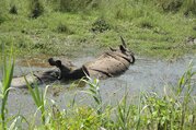 Chitwan Tour Package - 2 Nights/ 3 Days