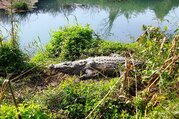Chitwan Tour Package - 2 Nights/ 3 Days