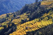 Ghandruk Loop Trek pour les familles, 9 Jours