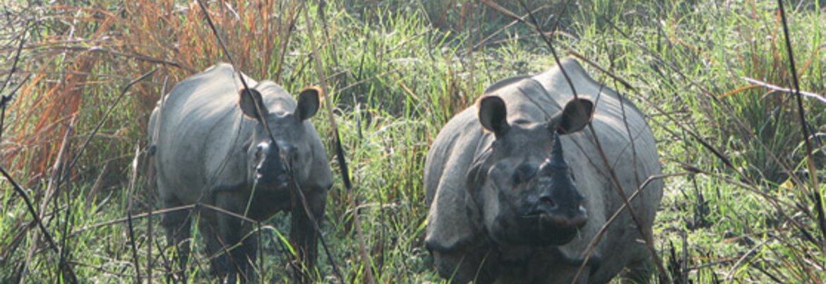 Chitwan National Park Tour Package, 3 Nights 4 Days