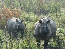 Chitwan National Park Tour Package, 3 Nights 4 Days