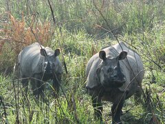 Forfait visite du parc national de Chitwan, 3 nuits 4 jours