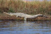 Chitwan National Park Tour Package, 3 Nights 4 Days