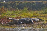 Chitwan National Park Tour Package, 3 Nights 4 Days