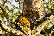 Chitwan National Park Tour Package, 3 Nights 4 Days