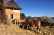 Chandragiri Hill-Chitlang-Daman-Tistung Eco Village Trail Lodge Trek, 7 Days