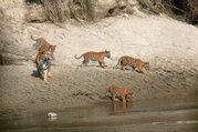 Bardia National Park Tour Package - 4 Nights 5 Days