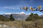 Mohare Danda Trek pour les familles (sentier écologique communautaire), 10 Jours