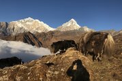 Khopra Danda (Ridge) Trek pour les familles (au sud des Annapurnas), 11 Jours
