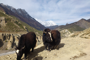 Trek du circuit des Annapurnas, 16 Jours