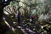 Kanchenjunga Basislager Trekking, 24 Tage