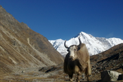 Everest 3 Pässe Trekking über Renjo-La, Cho-La und Khongma-La Pass, 20 Tage