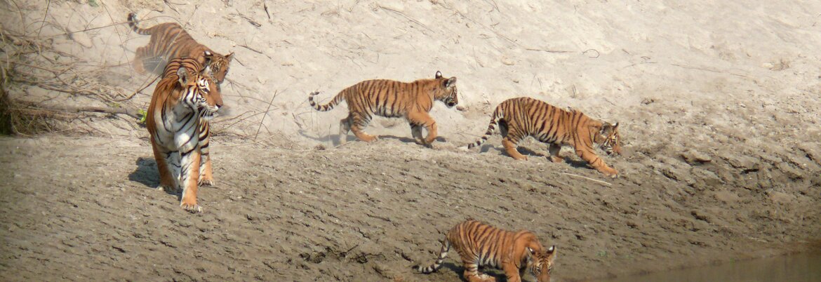 Bardia National Park Tour Packages, 3 Nights 4 Days
