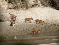 Bardia Nationalpark Tour | 3 Nächte 4 Tage