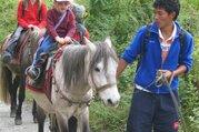 Pferdetrekking ins Langtang Tal (mit oder ohne Kinder), 11 Tage