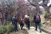 Pferdetrekking zum Annapurna Panorama (mit oder ohne Kinder), 10 Tage