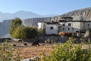 Yartung Festival Mustang Trek (the ancient Wall City of Lo-Manthang), 16 Days -