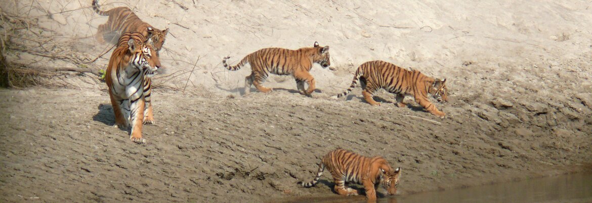 PARC NATIONAL DE BARDIA