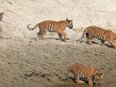 Bardia Nationalpark