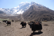 Manaslu Umrundung Trek, 15 Tage