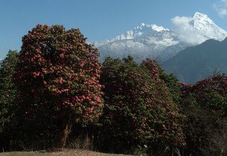Annapurna Panorama Lodge Trek, 13 jours