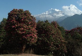 Annapurna Panorama Trekking, 10 Tage