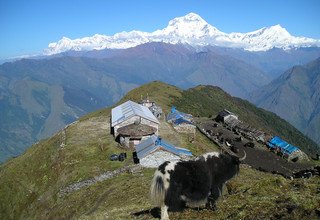 Khopra Danda (Ridge) Trek für Familien (südlich vom Annapurnas), 12 Tage