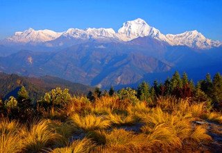 Khopra Danda (Ridge) Trek pour les familles (au sud des Annapurnas), 12 Jours