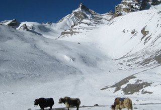 Besteigung des Chulu West Peak | Chulu West Gipfel 6419m - 20 Tage