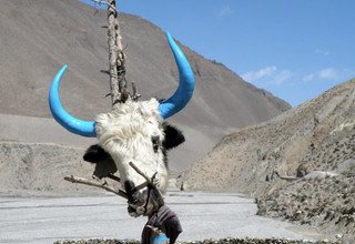 Randonnée à cheval vers l'Upper Mustang, 15 Jours