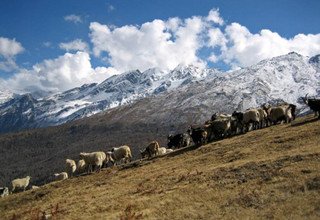 Trekking dans le ouest de Nepal, 49 jours