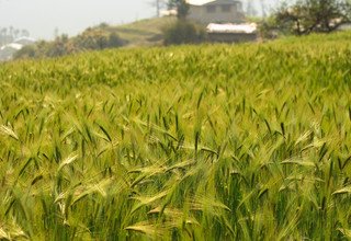 Helambu-Tal und Kultur Trek für Familien, 6 Tage